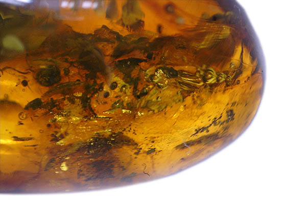 ビッグサイズ！最大部6．8cm。大きなキノコバエ科の虫が