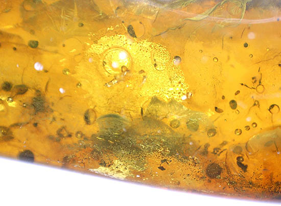 ビッグサイズ!最大部6.8cm。大きなキノコバエ科の虫が居座るバルト海産琥珀(その15)