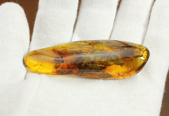 ビッグサイズ!最大部6.8cm。大きなキノコバエ科の虫が居座るバルト海産琥珀(その16)