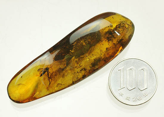 ビッグサイズ！最大部６．８ｃｍ。大きなキノコバエ科の虫が居座るバルト海産琥珀（その19）