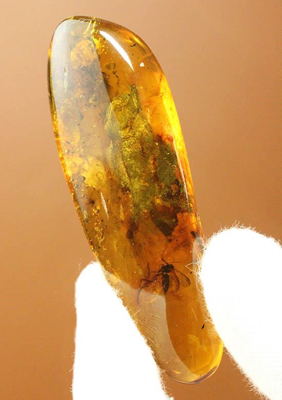 ビッグサイズ!最大部6.8cm。大きなキノコバエ科の虫が居座るバルト海産琥珀(その2)