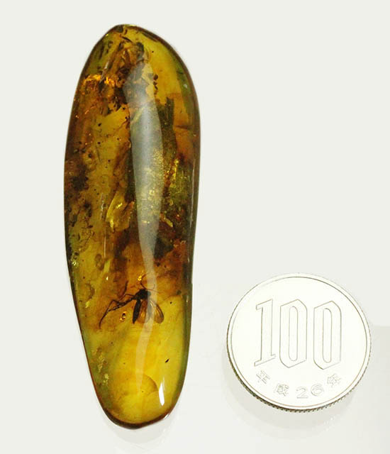 ビッグサイズ！最大部６．８ｃｍ。大きなキノコバエ科の虫が居座るバルト海産琥珀（その20）