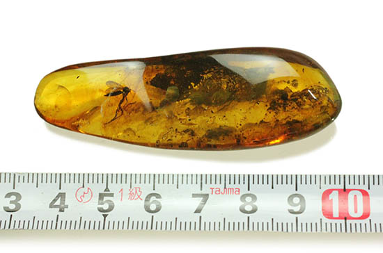 ビッグサイズ!最大部6.8cm。大きなキノコバエ科の虫が居座るバルト海産琥珀(その3)