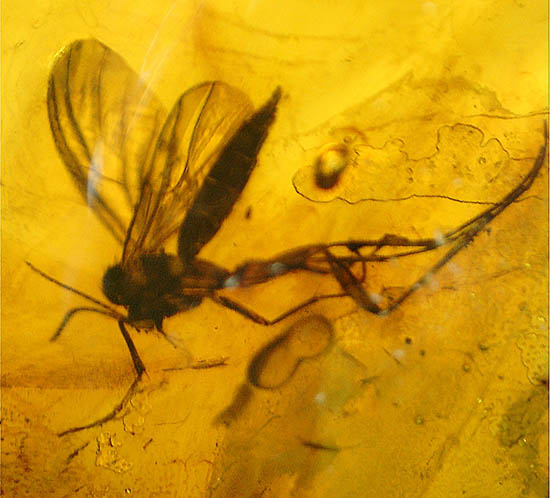 ビッグサイズ!最大部6.8cm。大きなキノコバエ科の虫が居座るバルト海産琥珀(その4)