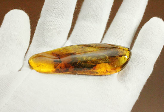 ビッグサイズ!最大部6.8cm。大きなキノコバエ科の虫が居座るバルト海産琥珀(その5)