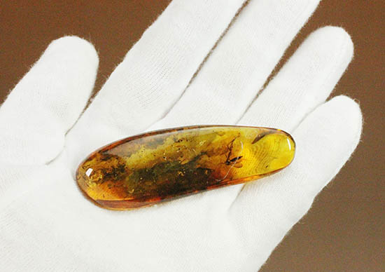 ビッグサイズ!最大部6.8cm。大きなキノコバエ科の虫が居座るバルト海産琥珀(その6)