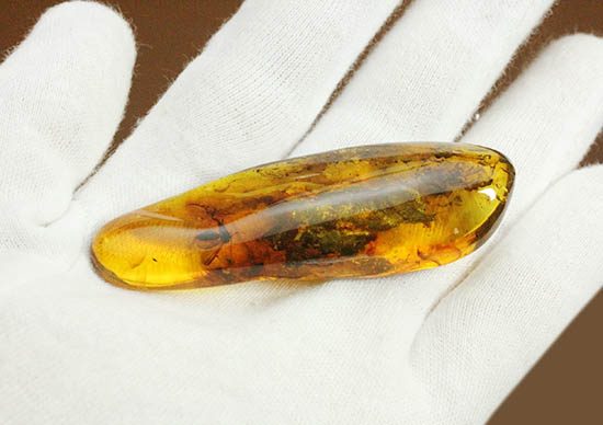 ビッグサイズ!最大部6.8cm。大きなキノコバエ科の虫が居座るバルト海産琥珀(その9)