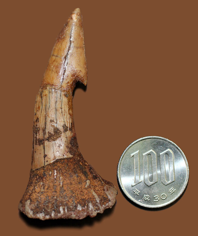 コレクショングレード、ノコギリエイ、オンコプリスティス（Onchopristis sp）の歯化石（その12）