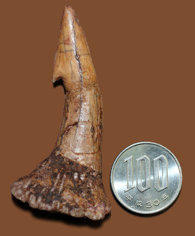 コレクショングレード、ノコギリエイ、オンコプリスティス（Onchopristis sp）の歯化石（その13）