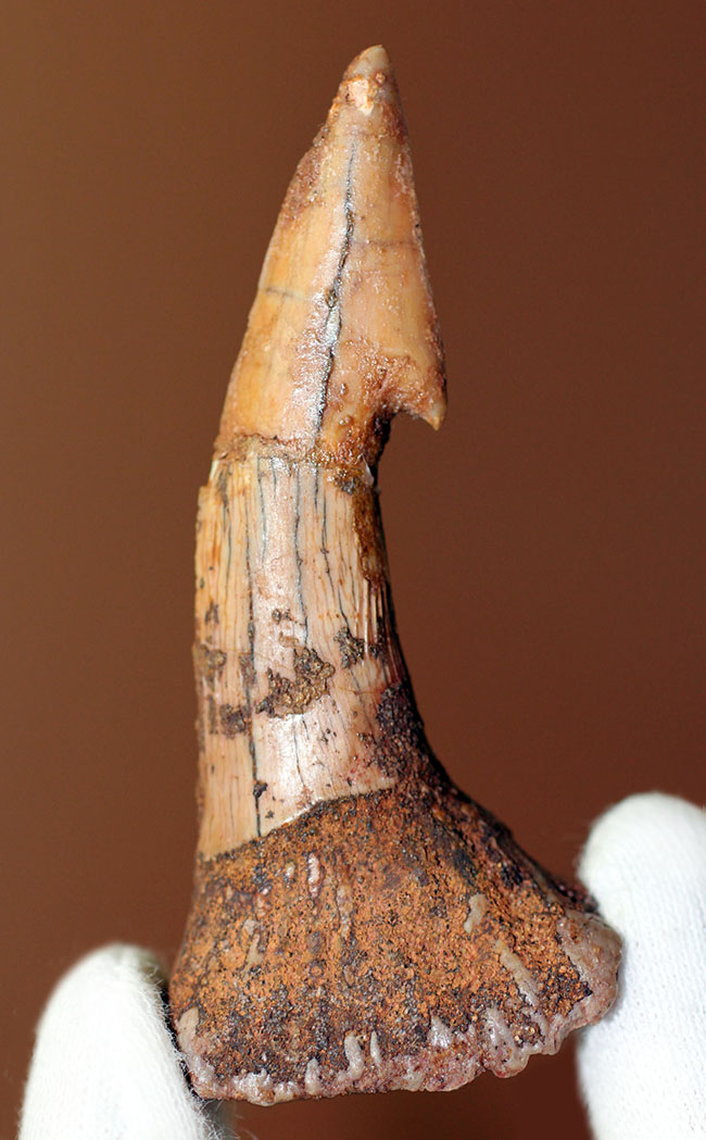 コレクショングレード、ノコギリエイ、オンコプリスティス（Onchopristis sp）の歯化石（その2）