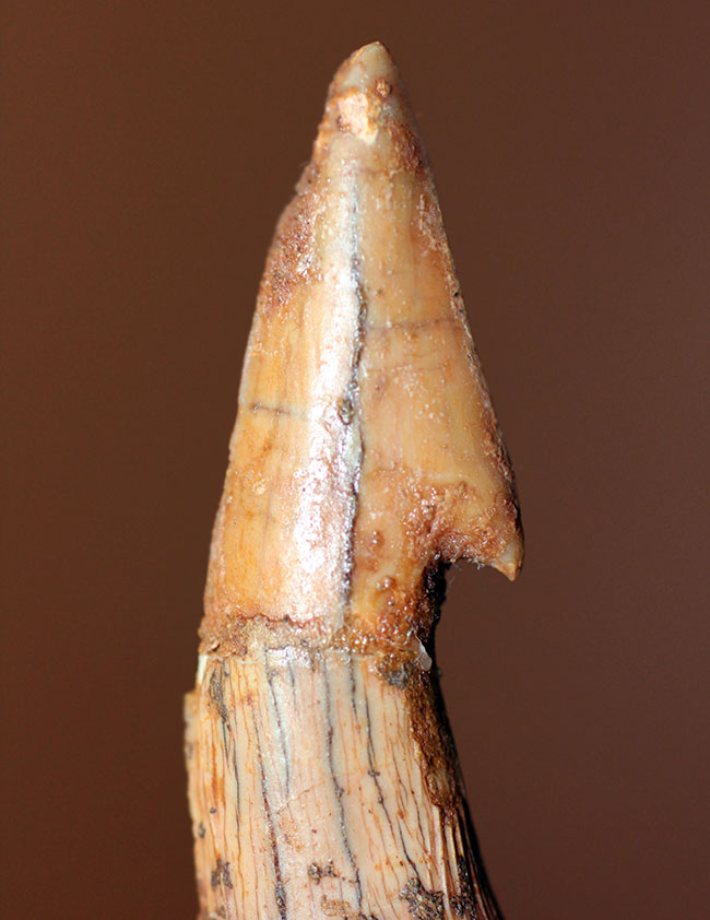 コレクショングレード、ノコギリエイ、オンコプリスティス（Onchopristis sp）の歯化石（その3）