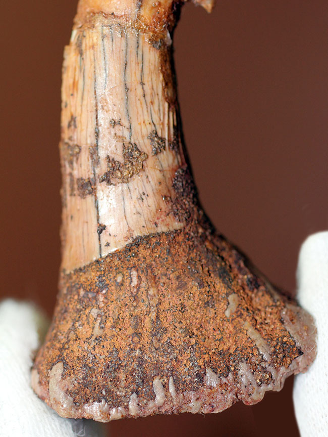 コレクショングレード、ノコギリエイ、オンコプリスティス（Onchopristis sp）の歯化石（その4）