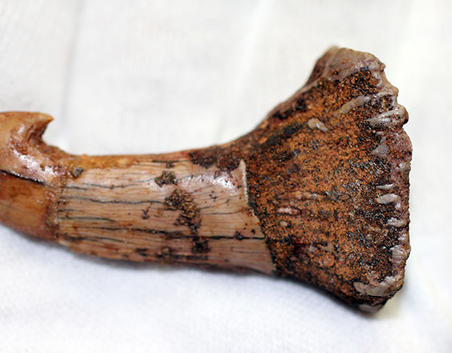 コレクショングレード、ノコギリエイ、オンコプリスティス（Onchopristis sp）の歯化石（その7）