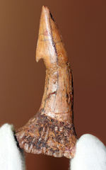 コレクショングレード、ノコギリエイ、オンコプリスティス（Onchopristis sp）の歯化石