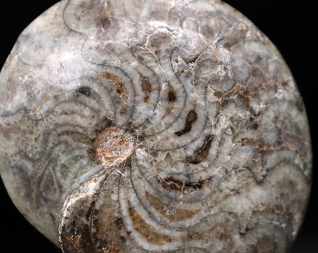 ジグザグ模様くっきり！ゴニアタイト（Goniatite）の完全体化石