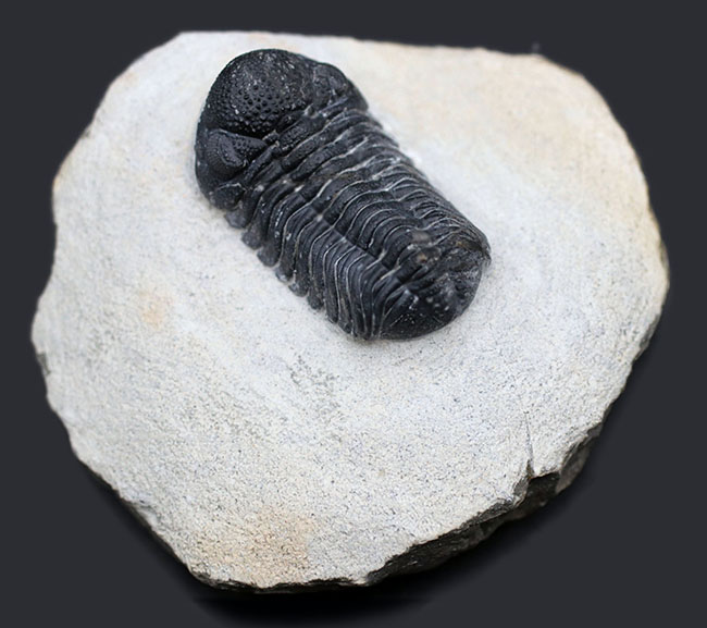 特徴的な複眼の保存状態が大変良好な、モロッコ産の三葉虫、ファコプス(Phacops)(その1)