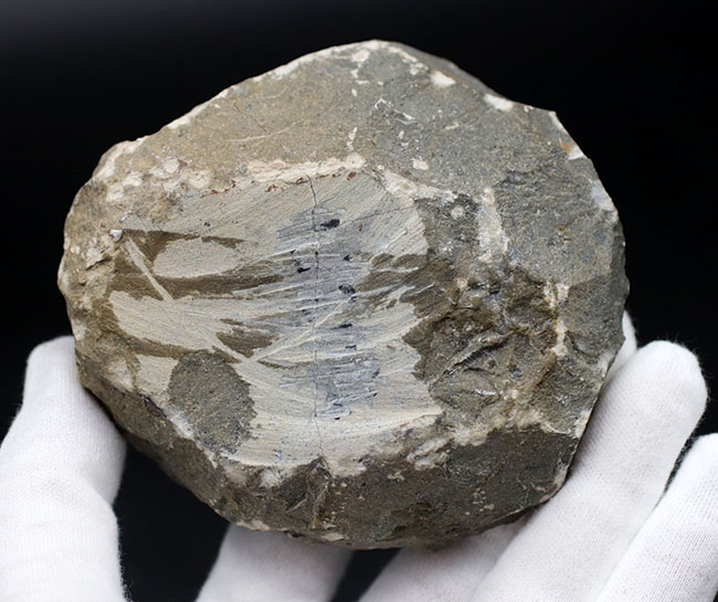 特徴的な複眼の保存状態が大変良好な、モロッコ産の三葉虫、ファコプス(Phacops)(その10)