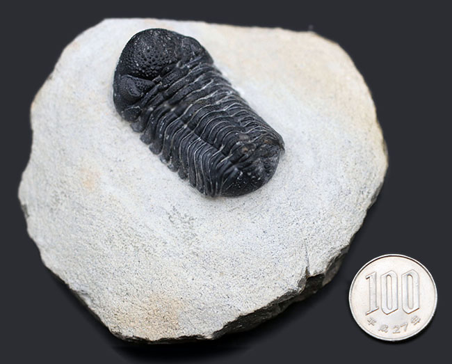 特徴的な複眼の保存状態が大変良好な、モロッコ産の三葉虫、ファコプス(Phacops)(その11)
