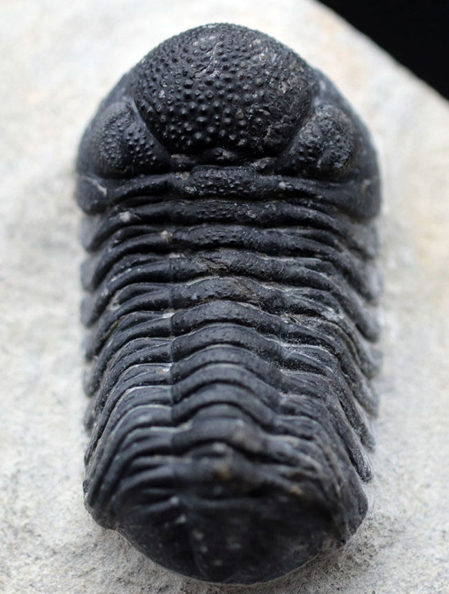 特徴的な複眼の保存状態が大変良好な、モロッコ産の三葉虫、ファコプス(Phacops)(その2)