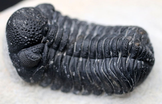 特徴的な複眼の保存状態が大変良好な、モロッコ産の三葉虫、ファコプス(Phacops)(その3)