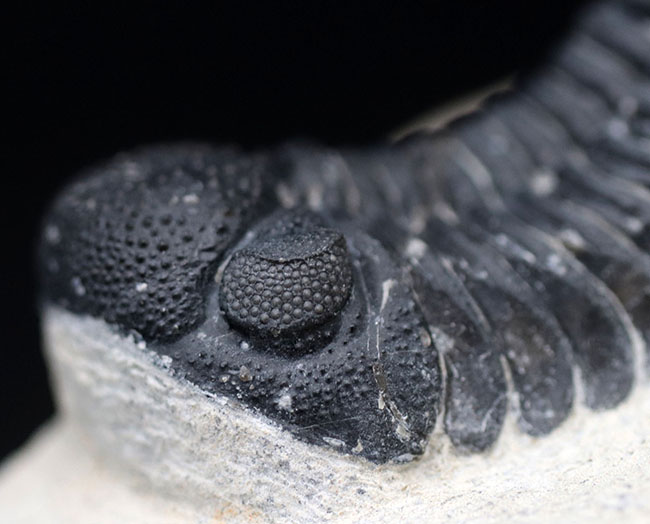 特徴的な複眼の保存状態が大変良好な、モロッコ産の三葉虫、ファコプス(Phacops)(その4)