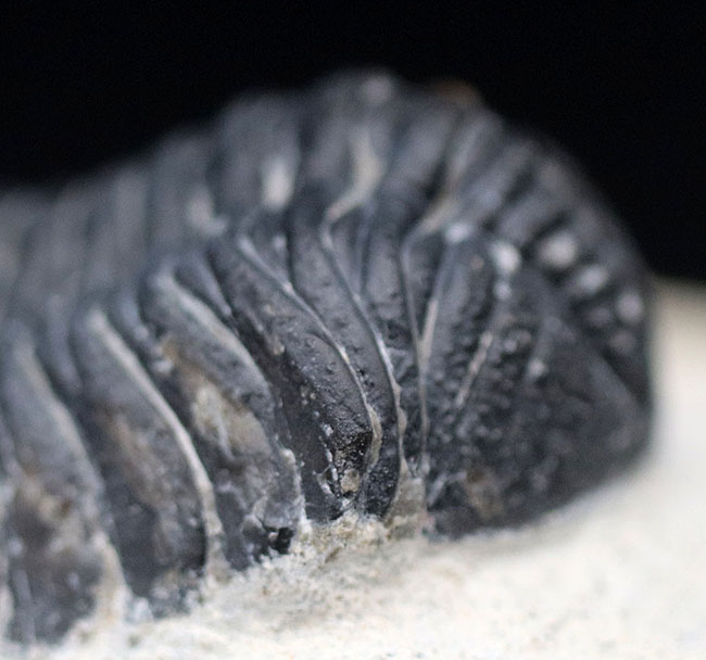 特徴的な複眼の保存状態が大変良好な、モロッコ産の三葉虫、ファコプス(Phacops)(その5)