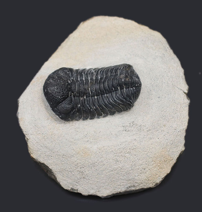 特徴的な複眼の保存状態が大変良好な、モロッコ産の三葉虫、ファコプス(Phacops)(その6)