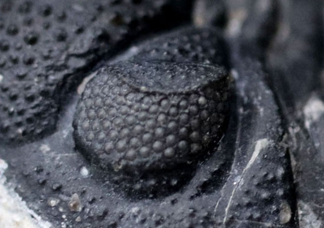 特徴的な複眼の保存状態が大変良好な、モロッコ産の三葉虫、ファコプス(Phacops)(その7)
