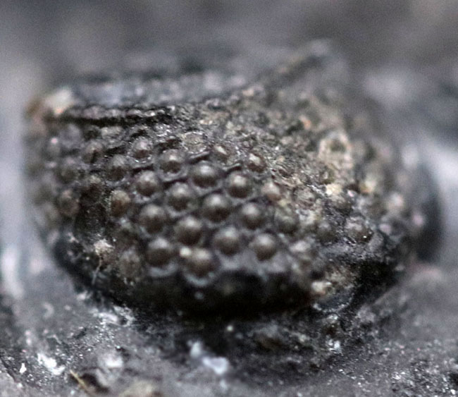 特徴的な複眼の保存状態が大変良好な、モロッコ産の三葉虫、ファコプス(Phacops)(その8)