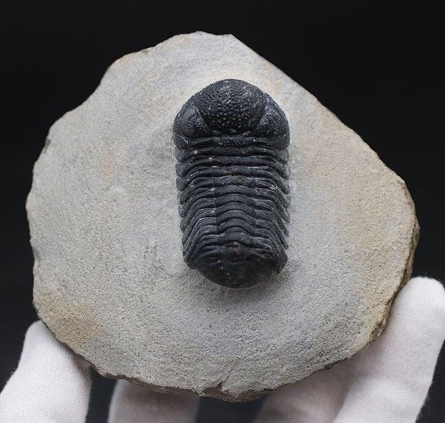 特徴的な複眼の保存状態が大変良好な、モロッコ産の三葉虫、ファコプス(Phacops)(その9)
