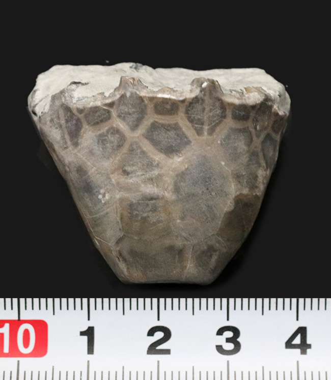 立体的！インディアナ州のシルル紀の地層より発見されたウミユリ、ユーカリプトクリナイテス（Eucalyptocrinites）のクラウン（基部）の化石（その5）