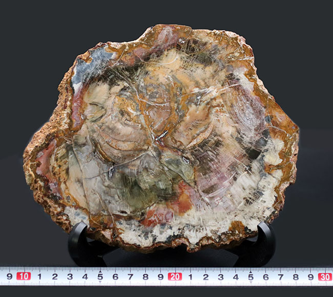 １９センチ級、カラフルで発色良好！およそ２億５千万年前の樹木の幹が化石になった珪化木（Petrified wood）（その12）