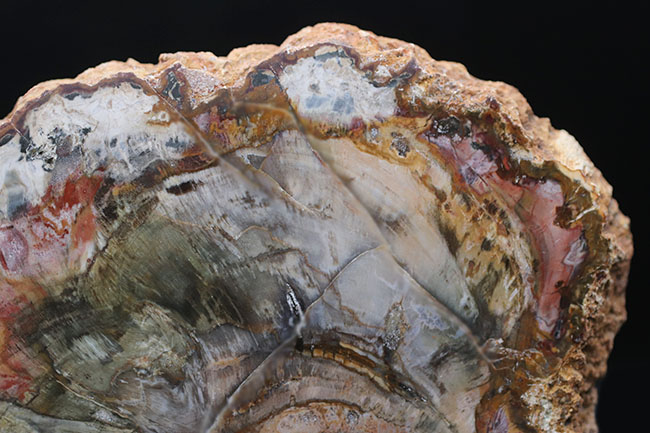 １９センチ級、カラフルで発色良好！およそ２億５千万年前の樹木の幹が化石になった珪化木（Petrified wood）（その3）