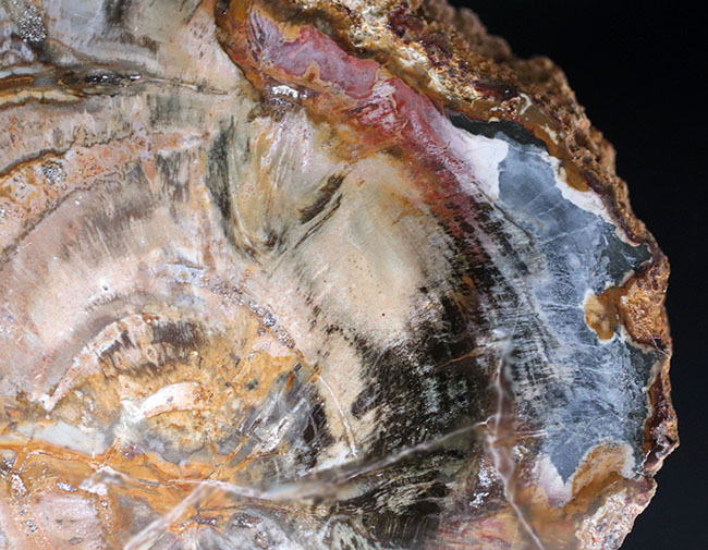１９センチ級、カラフルで発色良好！およそ２億５千万年前の樹木の幹が化石になった珪化木（Petrified wood）（その4）