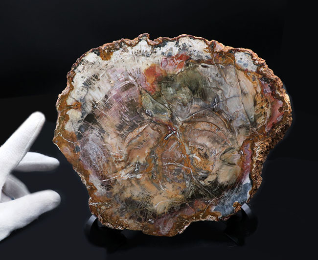 【⭐️超巨大‼︎約2億5000万年の樹木化石⭐️】茶色 ブラジル産 珪化木 天然原石 ⭐️超巨大‼︎約2億5000万年の樹木化石⭐️】茶色 ブラジル産