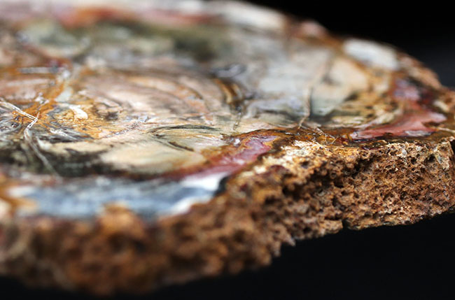 １９センチ級、カラフルで発色良好！およそ２億５千万年前の樹木の幹が化石になった珪化木（Petrified wood）（その7）