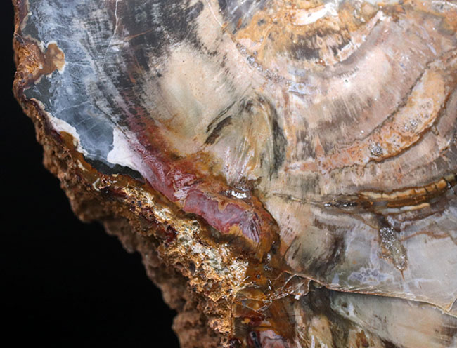 １９センチ級、カラフルで発色良好！およそ２億５千万年前の樹木の幹が化石になった珪化木（Petrified wood）（その9）