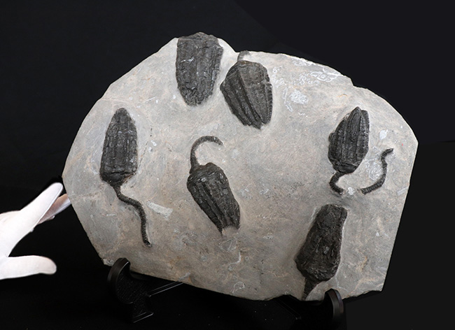 なんと上質個体が６体も！モロッコ産のウミユリ、クプレッソクリナイツ（Cupressocrinites）の群集化石（その1）