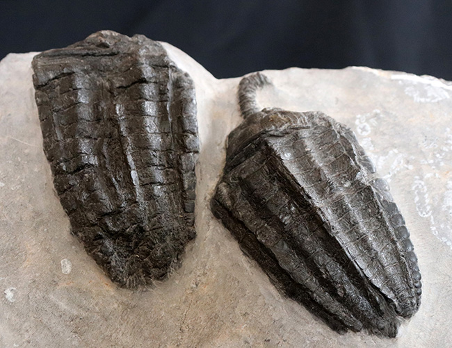なんと上質個体が６体も！モロッコ産のウミユリ、クプレッソクリナイツ（Cupressocrinites）の群集化石（その11）