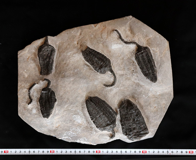 なんと上質個体が６体も！モロッコ産のウミユリ、クプレッソクリナイツ（Cupressocrinites）の群集化石（その12）