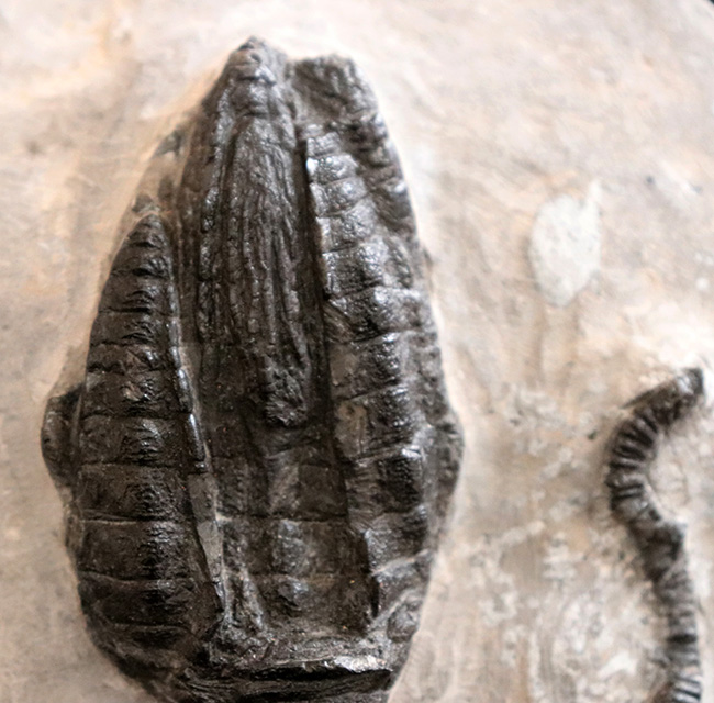 なんと上質個体が６体も！モロッコ産のウミユリ、クプレッソクリナイツ（Cupressocrinites）の群集化石（その5）
