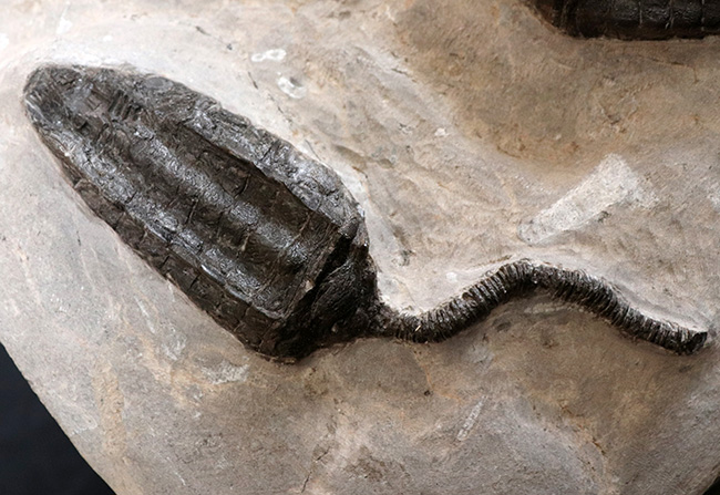 なんと上質個体が６体も！モロッコ産のウミユリ、クプレッソクリナイツ（Cupressocrinites）の群集化石（その7）