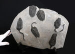 なんと上質個体が６体も！モロッコ産のウミユリ、クプレッソクリナイツ（Cupressocrinites）の群集化石