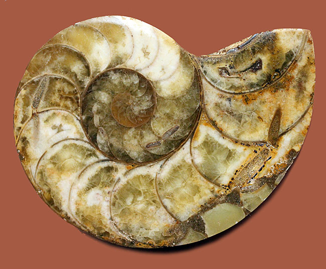 乳白色が美しい、マダガスカル産のオウムガイ化石（Nautilus）のカット＆ポリッシュ標本。（その1）