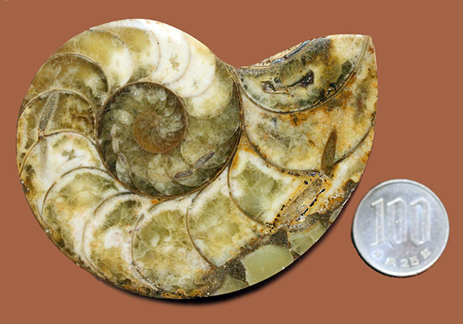乳白色が美しい、マダガスカル産のオウムガイ化石（Nautilus）のカット＆ポリッシュ標本。（その14）