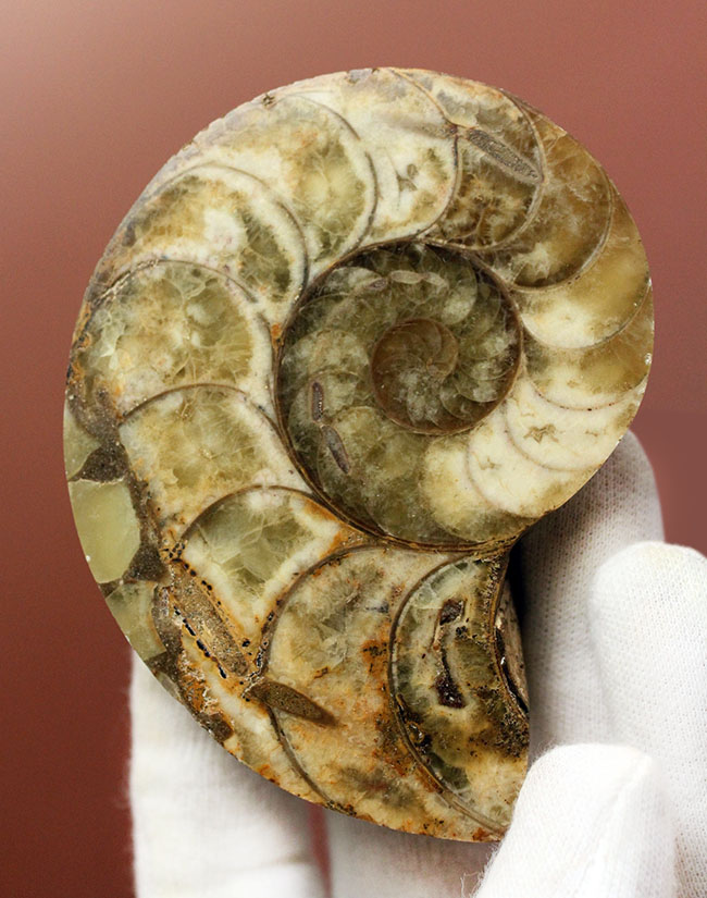 乳白色が美しい、マダガスカル産のオウムガイ化石（Nautilus）のカット＆ポリッシュ標本。（その2）