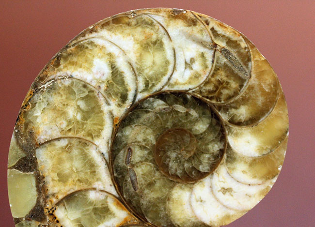 乳白色が美しい、マダガスカル産のオウムガイ化石（Nautilus）のカット＆ポリッシュ標本。（その3）
