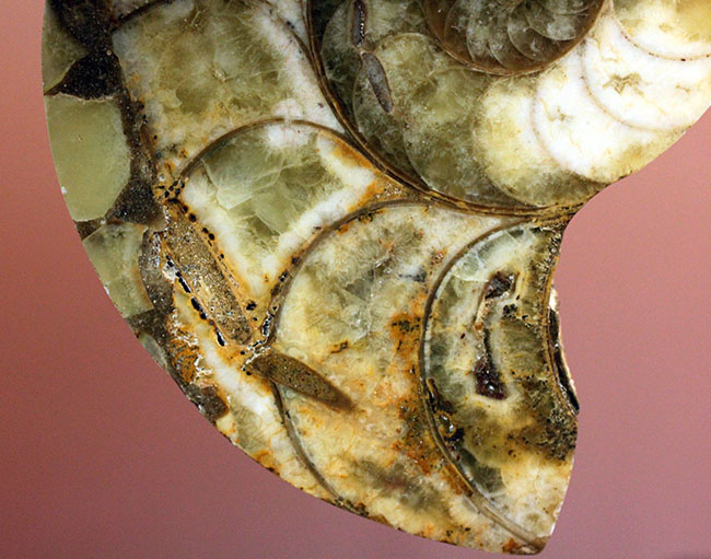 乳白色が美しい、マダガスカル産のオウムガイ化石（Nautilus）のカット＆ポリッシュ標本。（その5）