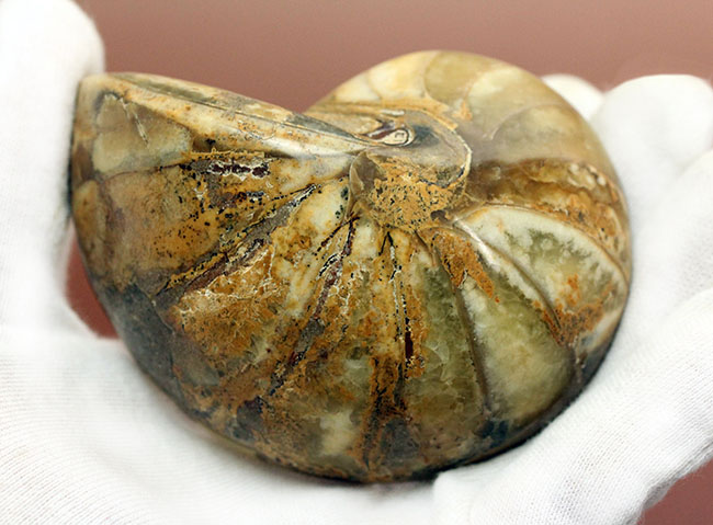 乳白色が美しい、マダガスカル産のオウムガイ化石（Nautilus）のカット＆ポリッシュ標本。（その7）
