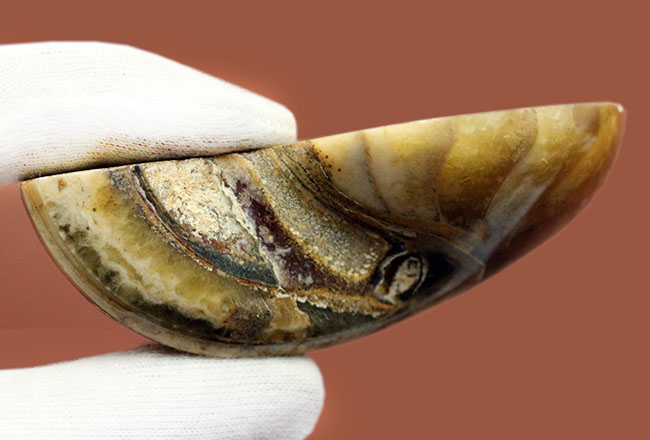 乳白色が美しい、マダガスカル産のオウムガイ化石（Nautilus）のカット＆ポリッシュ標本。（その8）